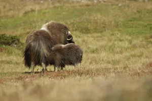Ovibos: Muskox
