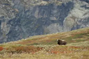 Ovibos: Muskox