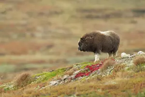 Ovibos: Muskox