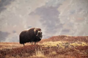 Kangerlussuaq: Muskox