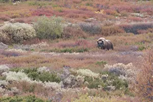 Ovibos: Muskox