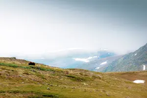 Ovibos: Muskox
