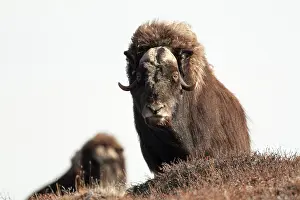 Kangerlussuaq: Muskox