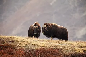 Kangerlussuaq: Muskox