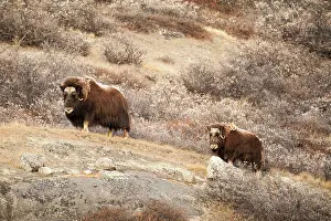 Kangerlussuaq: Muskox