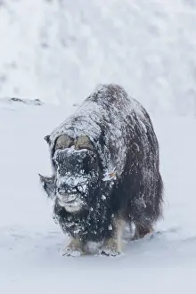 Musk: Muskox - adult male on snow covered tundra - Sunndalsfjella