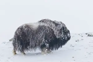 Musk: Muskox - adult male on snow covered tundra - Sunndalsfjella