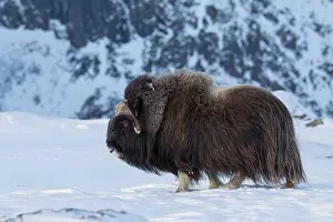 Musk: Muskox - adult male on snow covered tundra - Sunndalsfjella