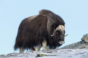 Musk: Muskox - adult male on snow covered tundra - Sunndalsfjella