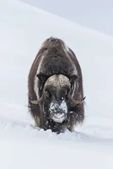 Musk: Muskox - adult male on snow covered tundra - Sunndalsfjella