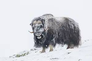 Musk: Muskox - adult male on snow covered tundra - Sunndalsfjella