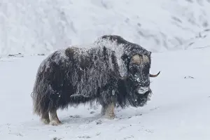 Musk: Muskox - adult male on snow covered tundra - Sunndalsfjella