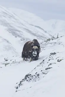 Musk: Muskox - adult male on snow covered tundra - Sunndalsfjella