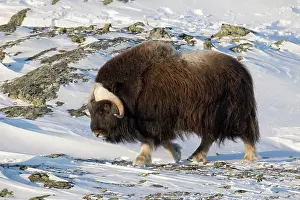 Musk: Muskox - adult male on snow covered tundra - Sunndalsfjella