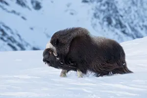 Musk: Muskox - adult male on snow covered tundra - Sunndalsfjella