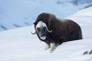 Musk: Muskox - adult male on snow covered tundra - Sunndalsfjella