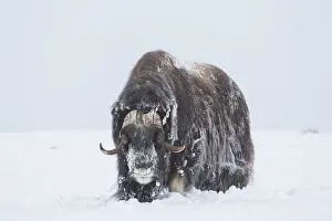 Musk: Muskox - adult male on snow covered tundra - Sunndalsfjella
