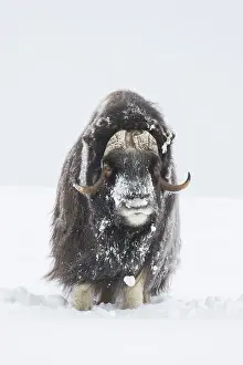 Musk: Muskox - adult male on snow covered tundra - Sunndalsfjella