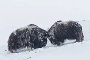 Oppdal: Muskox - two adult males fighting on snow covered