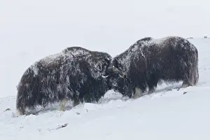 Oppdal: Muskox - two adult males fighting on snow covered