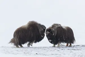 Oppdal: Muskox - two adult males fighting on snow covered