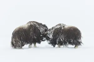 Oppdal: Muskox - two adult males fighting on snow covered
