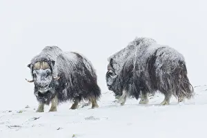 Oppdal: Muskox - two adult males fighting on snow covered
