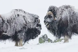 Dovre: Muskox - two adult males fighting on snow covered