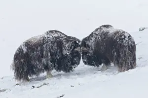 Dovre: Muskox - two adult males fighting on snow covered