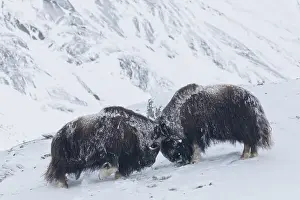 Musk: Muskox - two adult males fighting on snow covered