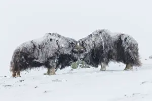 Musk: Muskox - two adult males fighting on snow covered