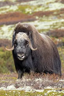 Muskox: Muskox Bull