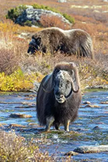 Muskox: Muskox Bull