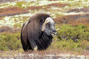 Muskox: Muskox Bull