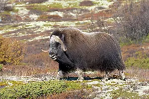 Muskox: Muskox Bull