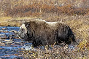 Muskox: Muskox Bull