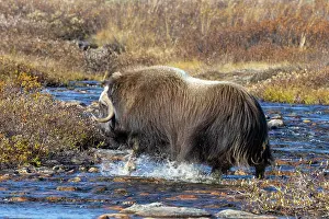 Muskox: Muskox Bull