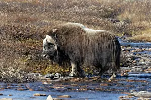 Muskox: Muskox Bull