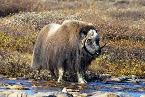Muskox: Muskox Bull