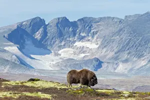 Muskox: Muskox Bull