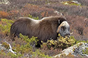 Muskox: Muskox Bull