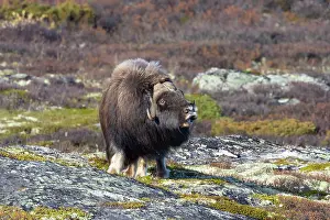 Muskox: Muskox Bull