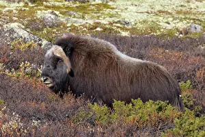 Muskox: Muskox Bull