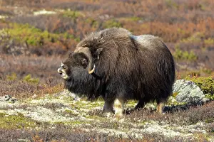Muskox: Muskox Bull