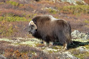 Muskox: Muskox Bull