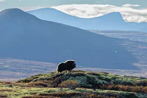 Muskox: Muskox Bull