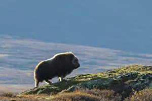 Muskox: Muskox Bull
