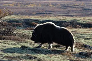 Muskox: Muskox Bull
