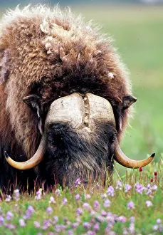 Muskox: Muskox - bull, feeding - July