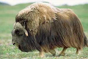 Ovibos: Muskox - bull - July